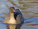 Pink-Footed Goose (WWT Slimbridge November 2017) - pic by Nigel Key